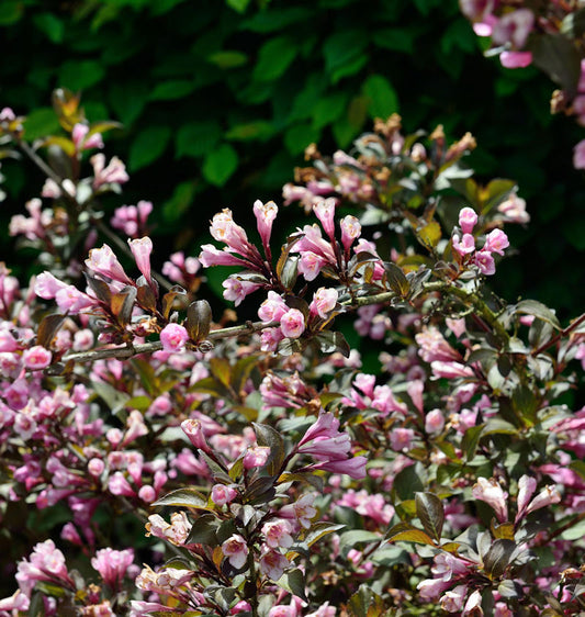  Weigelie Nana Purpurea 40-60cm - Weigela Florida