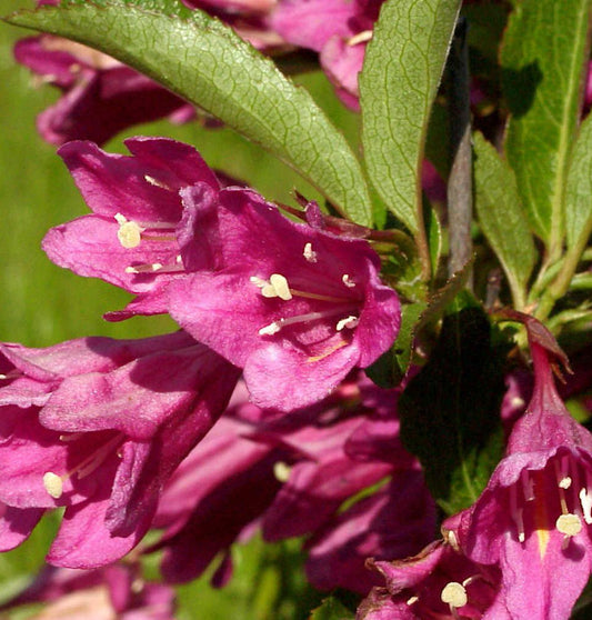  Weigelie Picobella® Rosa 30-40cm - Weigela Florida