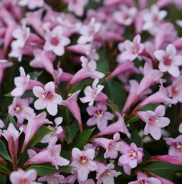  Weigelie Pink Poppet 40-60cm - Weigela Florida