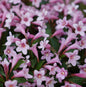  Weigelie Pink Poppet 40-60cm - Weigela Florida