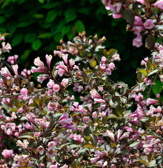  Rötliche Zwerg-Weigelie 40-50cm - Weigela