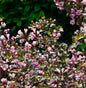  Rötliche Zwerg-Weigelie 40-50cm - Weigela
