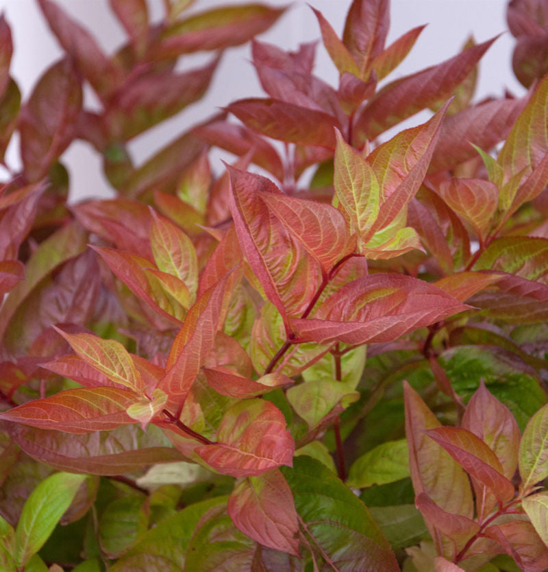  Hochstamm Weigelie Wings Of Fire 100-125cm - Weigela Florida