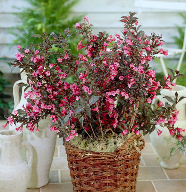  Weigelie Wings Of Fire 30-40cm - Weigela Florida