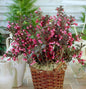  Weigelie Wings Of Fire 30-40cm - Weigela Florida