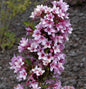  Weigelie Rosea 100-125cm - Weigela Florida