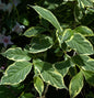  Weißbunte Weigelie 40-60cm - Weigela Florida