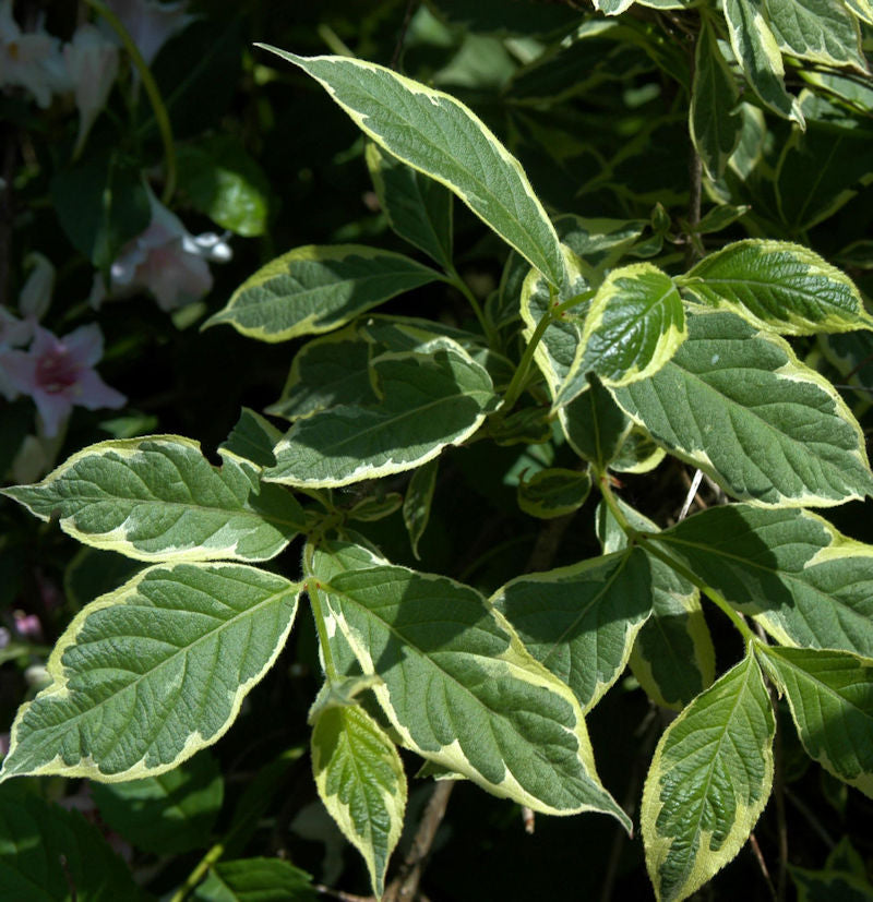  Weißbunte Weigelie 60-80cm - Weigela Florida