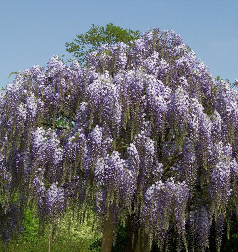  Blauregen Aunt Dee 60-80cm - Wisteria Floribunda
