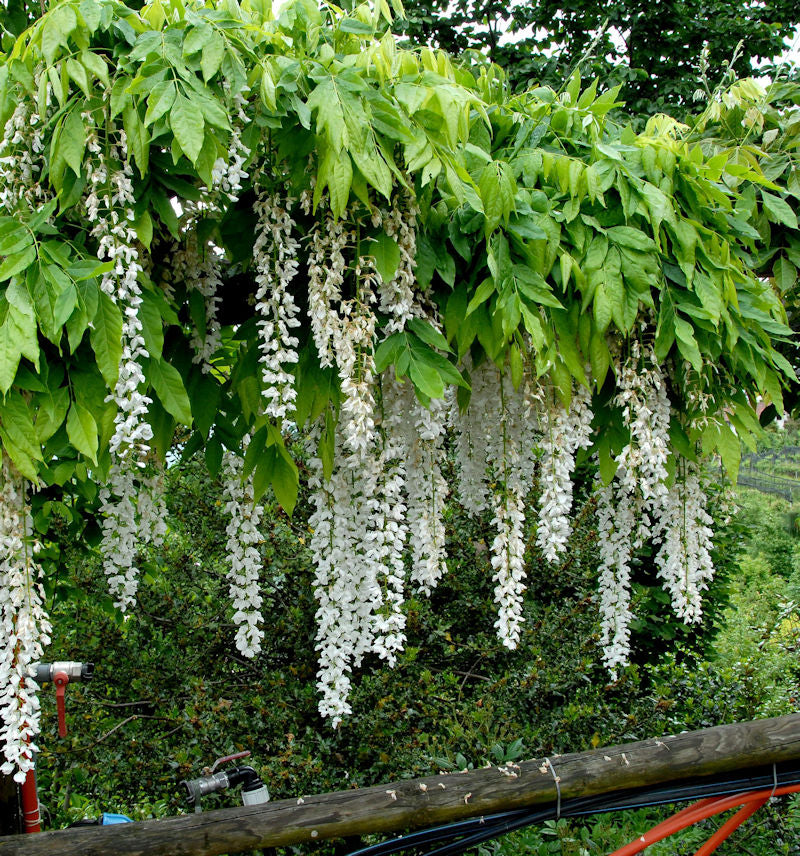  Weißer Blauregen Longissima 40-60cm - Wisteria Floribunda