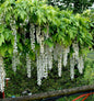  Weißer Blauregen Longissima 40-60cm - Wisteria Floribunda