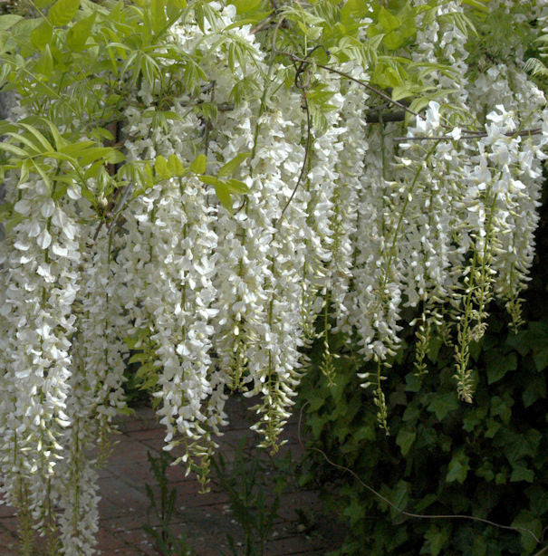  Weißer Chinesischer Blauregen 40-60cm - Wisteria Sinensis