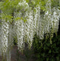  Weißer Chinesischer Blauregen 40-60cm - Wisteria Sinensis