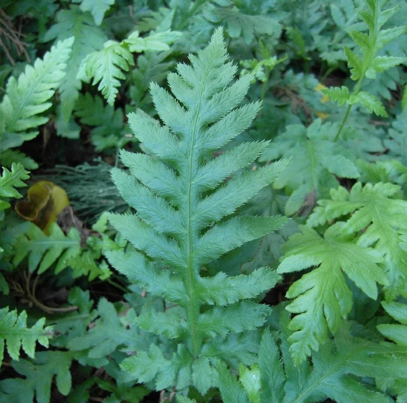  Fransen Kettenfarn - Woodwardia Fimbriata