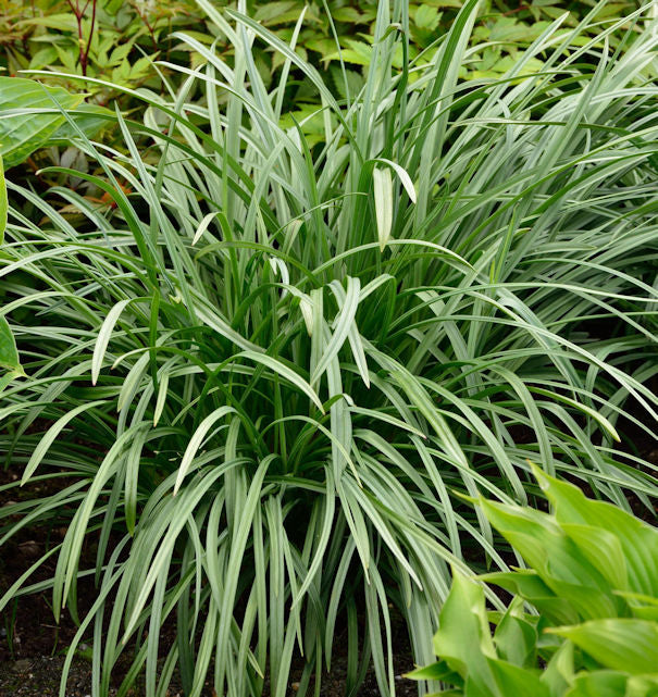  Jochlilie - Zigadenus Elegans