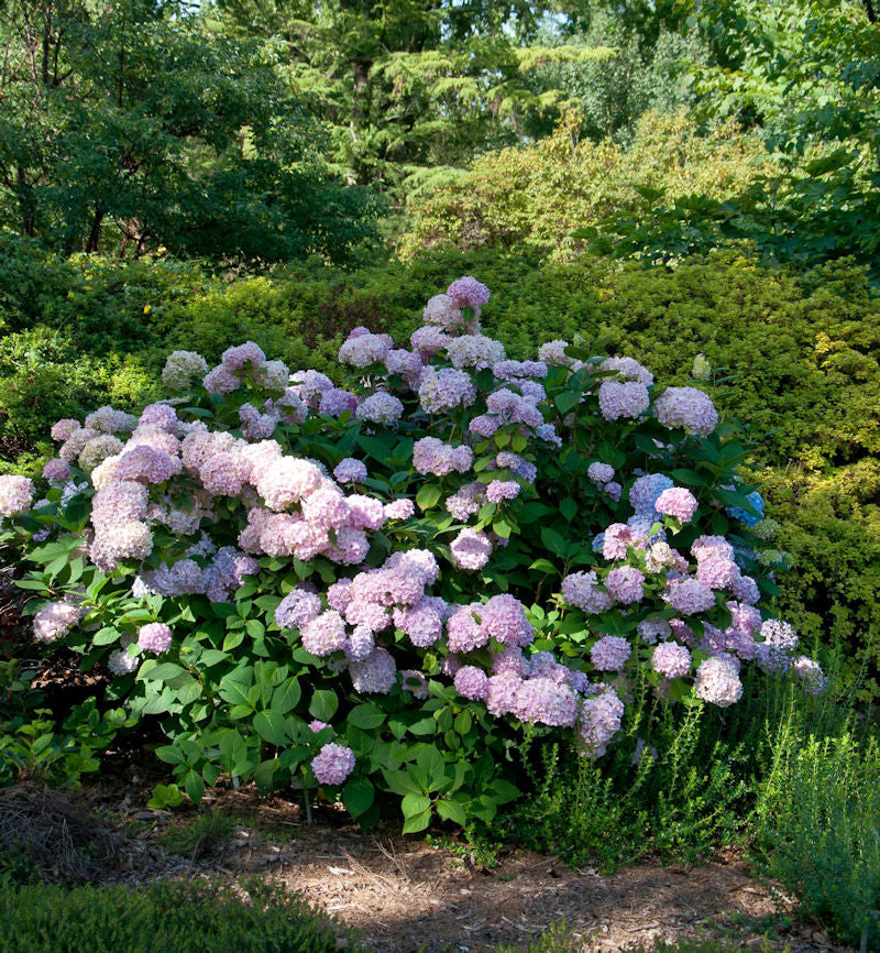  Hortensie Cloudi 20-30cm - Hydrangea Serrata